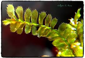 Attēlu rezultāti vaicājumam “Plagiochila”