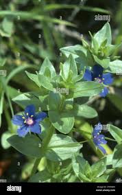 Attēlu rezultāti vaicājumam “Anagallis arvensis”