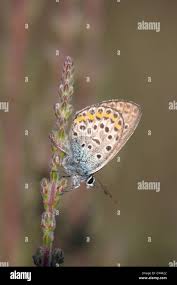 Attēlu rezultāti vaicājumam “Plebejus argus male”
