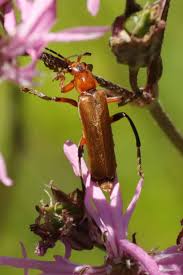 Attēlu rezultāti vaicājumam “Cantharis livida”