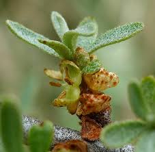 Attēlu rezultāti vaicājumam “Hippophae rhamnoides female flower”