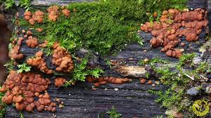 Attēlu rezultāti vaicājumam “Hypocrea rufa”