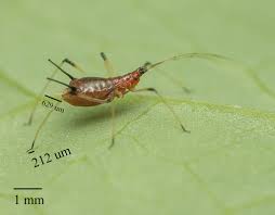 Attēlu rezultāti vaicājumam “Uroleucon hypochoeridis”