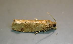 Attēlu rezultāti vaicājumam “Epinotia sordidana”