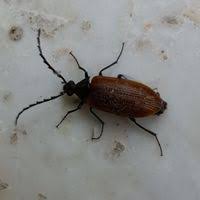 Attēlu rezultāti vaicājumam “Pseudocistela ceramboides”