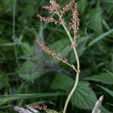 Attēlu rezultāti vaicājumam “Rumex acetosa flower”