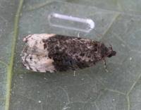 Attēlu rezultāti vaicājumam “Apotomis betuletana”