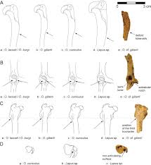 Attēlu rezultāti vaicājumam “Lepus sp.”