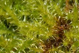 Attēlu rezultāti vaicājumam “Campylium protensum”