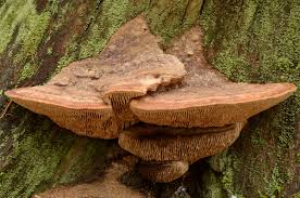 Attēlu rezultāti vaicājumam “Daedalea quercina”