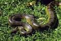 Snake Facts - Anaconda