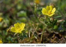 Attēlu rezultāti vaicājumam “Potentilla arenaria flower”