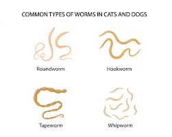 Image result for cestoda excrement dog