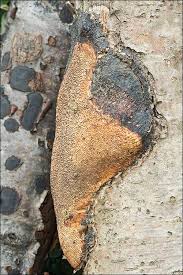 Attēlu rezultāti vaicājumam “Dichomitus campestris”