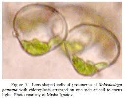 Attēlu rezultāti vaicājumam “Schistostega pennata”
