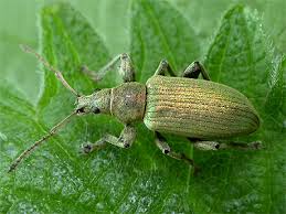 Attēlu rezultāti vaicājumam “Phyllobius”