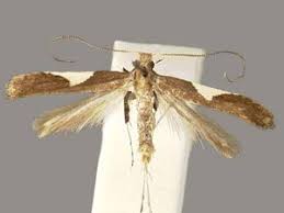 Attēlu rezultāti vaicājumam “Caloptilia stigmatella”