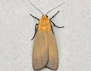 Attēlu rezultāti vaicājumam “Lithosia quadra male”