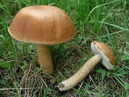 Attēlu rezultāti vaicājumam “Leccinum aurantiacum”