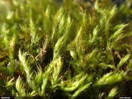 Attēlu rezultāti vaicājumam “Homomallium incurvatum”