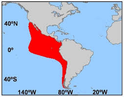 Image result for Dosidicus gigas