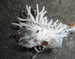 Attēlu rezultāti vaicājumam “Torrubiella arachnophila”