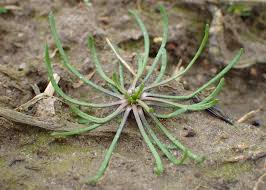 Attēlu rezultāti vaicājumam “Myosurus minimus”