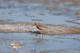 Attēlu rezultāti vaicājumam “Calidris ferruginea”