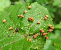 Attēlu rezultāti vaicājumam “Eriophyes tiliae”