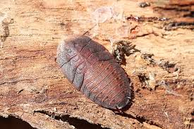 Attēlu rezultāti vaicājumam “Lophozia laxa macro”