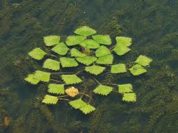 Attēlu rezultāti vaicājumam “Trapa natans leaf”