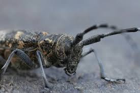 Attēlu rezultāti vaicājumam “Monochamus galloprovincialis”