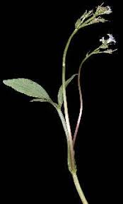 Attēlu rezultāti vaicājumam “Menyanthes trifoliata bud”