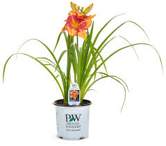 Image result for Hemerocallis `Moses Fire`