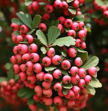 Attēlu rezultāti vaicājumam “Crataegus macracantha”