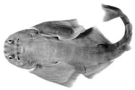 Image result for Squatina dumeril