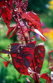 Image result for Atriplex hortensis