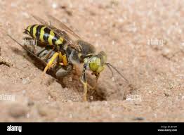 Attēlu rezultāti vaicājumam “Bembix rostrata”