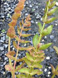 Attēlu rezultāti vaicājumam “Berula erecta leaf”