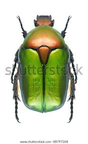 Attēlu rezultāti vaicājumam “Potosia cuprea”