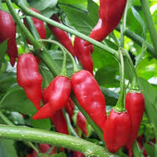 Afbeeldingsresultaat voor paper lantern hot pepper