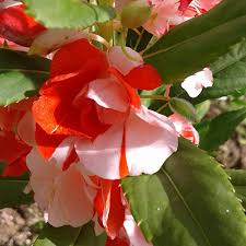 Image result for Impatiens walleriana