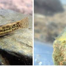 Attēlu rezultāti vaicājumam “Didymium tussilaginis spores”