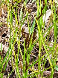 Attēlu rezultāti vaicājumam “Carex praecox”