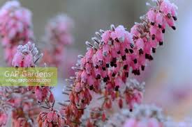 Attēlu rezultāti vaicājumam “Erica x darleyensis flower”