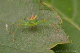 Attēlu rezultāti vaicājumam “Diaea dorsata male”