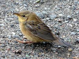 Image result for Locustella lanceolata