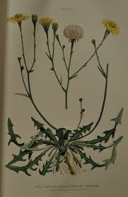 Attēlu rezultāti vaicājumam “Leontodon autumnalis”