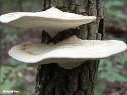 Attēlu rezultāti vaicājumam “Daedaleopsis confragosa”