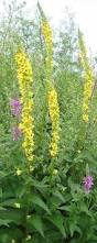 Image result for Verbascum nigrum